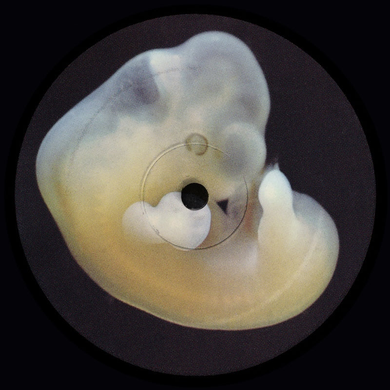 Bergqvist - Earth Creatures