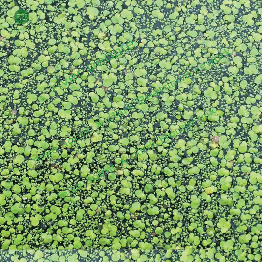 Mike Clark - River People